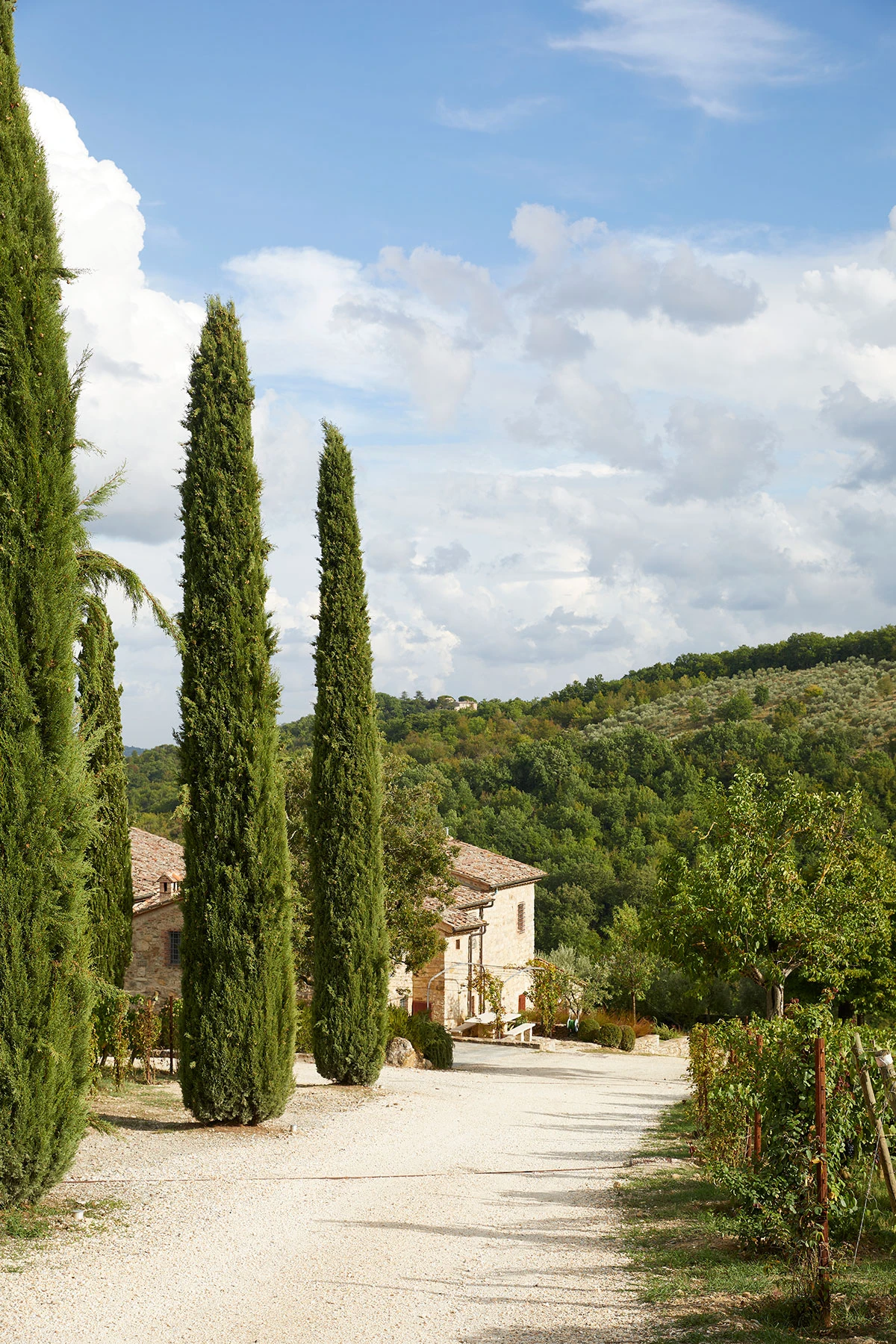  Casa Brancaia 