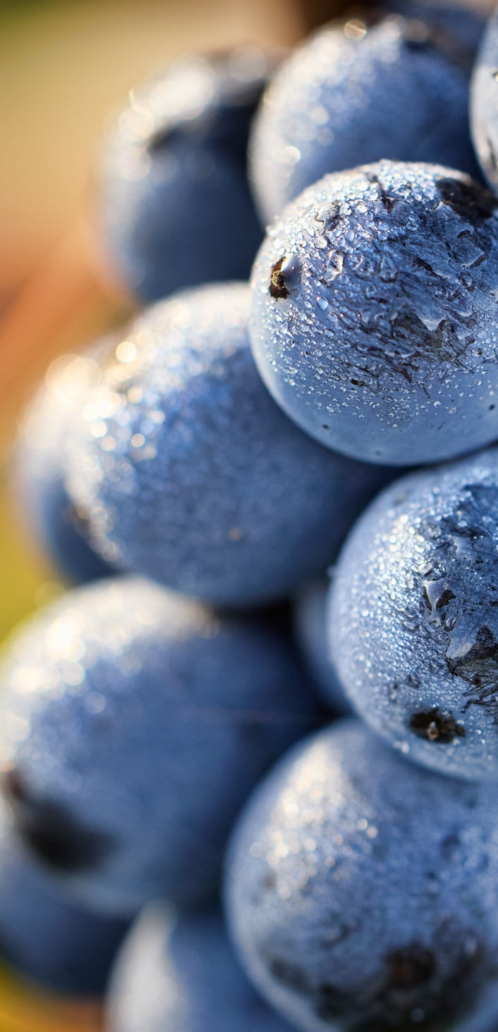 Domaine Jouard