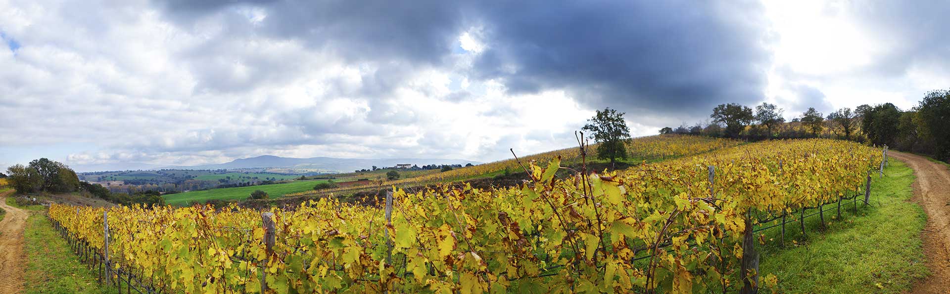  Fattoria Le Pupille 