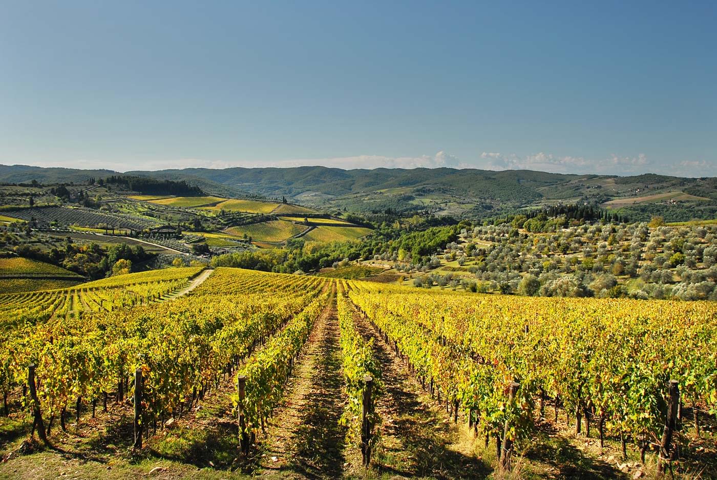  Fontodi 